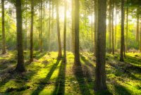 the-resilient-forest-navigating-transformation-in-a-global-industry