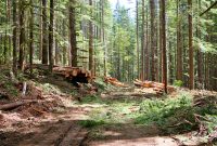 the-shifting-canopy-navigating-the-future-of-the-global-forestry-industry
